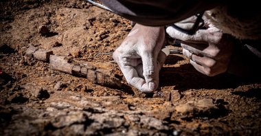 A scientist arranges fossil remains found in the Cerro Guido, in the Las Chinas river valley, Chile, Feb. 26, 2020. (AFP Photo)