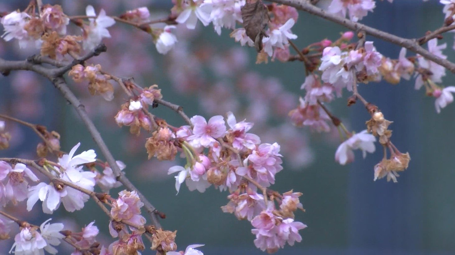 'False spring' seen in Istanbul as trees begin to blossom in mid ...