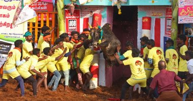 Participants try to control a bull during an annual bull-taming festival 'Jallikattu' in Palamedu village on the outskirts of Madurai, Jan.16, 2023. (AFP Photo)