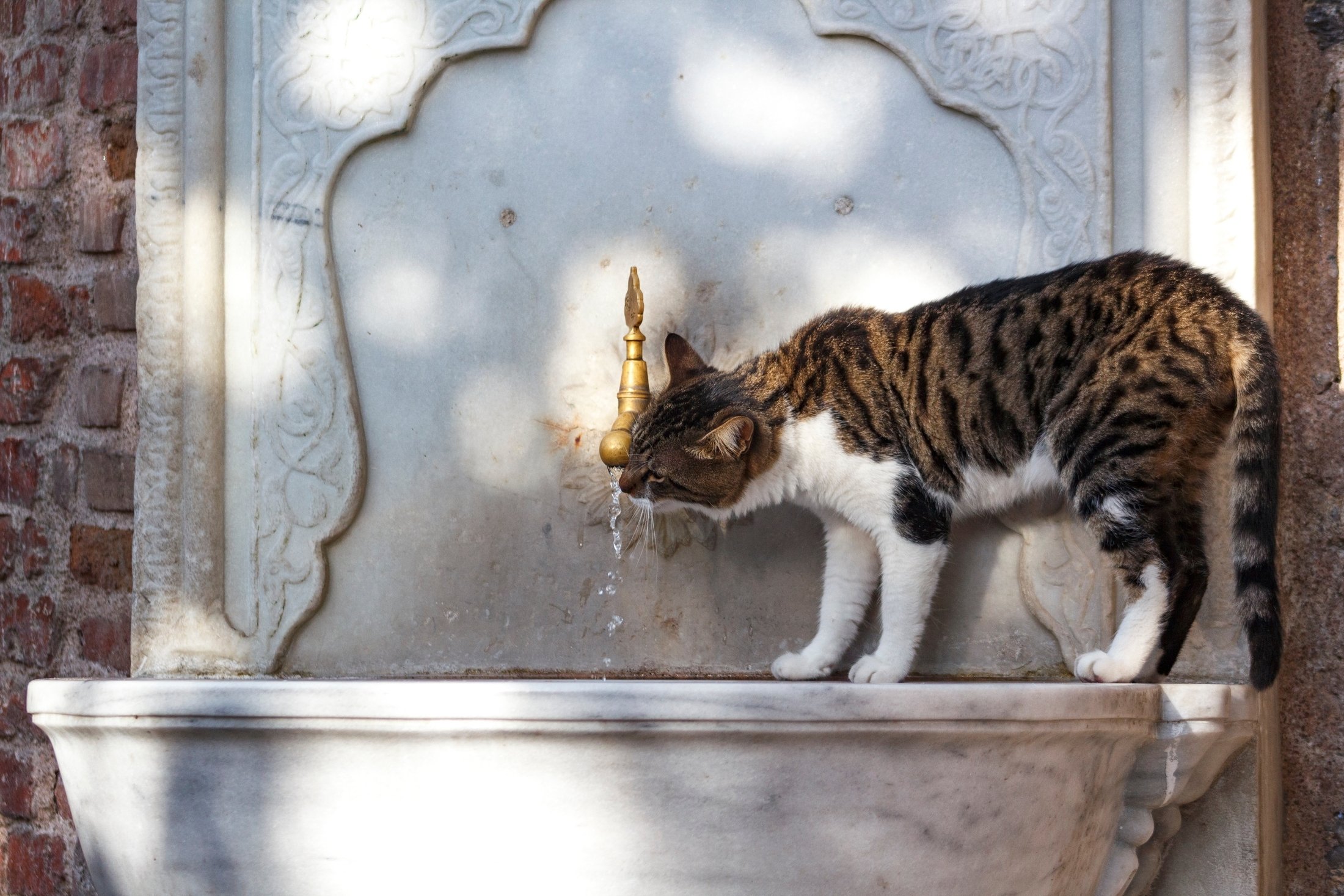Seekor kucing liar meminum air dari air mancur bersejarah, di Istanbul, Türkiye.  (Foto Shutterstock)