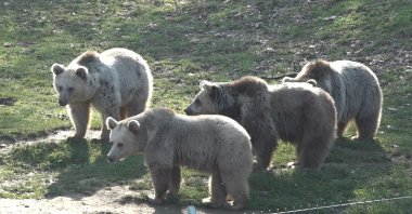 A sloth of bears is seen in the Karacabey Ovakorusu Bear Shelter, Bursa, Türkiye, Jan. 17, 2023. (IHA Photo)