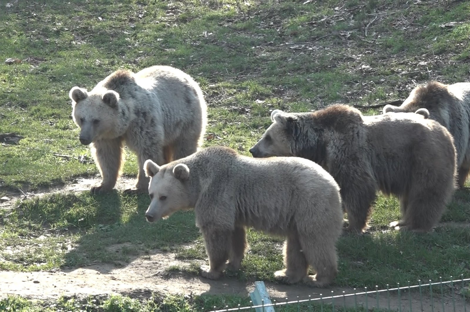 A sloth of bears is seen in the Karacabey Ovakorusu Bear Shelter, Bursa, Türkiye, Jan. 17, 2023. (IHA Photo)