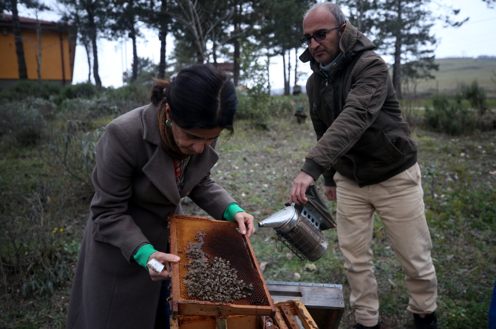 Jumlah lebah di Türkiye mungkin turun karena suhu yang tinggi di luar musimnya
