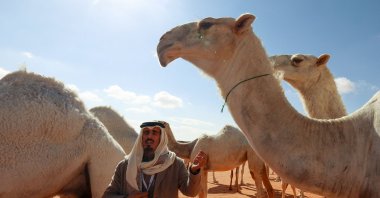Saudi herder Hamad al-Marri communicates with his animals during the annual King Abdulaziz Camel Festival in Rumah desert, northeast of the capital Riyadh, Saudi Arabia, Jan. 10, 2023. (AFP Photo)