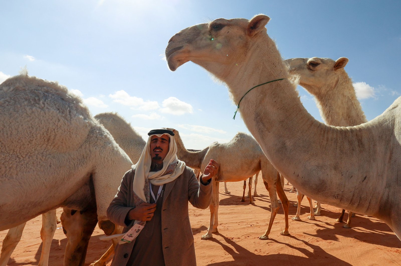 Saudi herder Hamad al-Marri communicates with his animals during the annual King Abdulaziz Camel Festival in Rumah desert, northeast of the capital Riyadh, Saudi Arabia, Jan. 10, 2023. (AFP Photo)