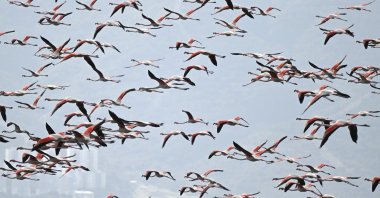 Flamingos take flight near the shores of wetlands in Türkiye, Jan. 19, 2023. (AA Photo)