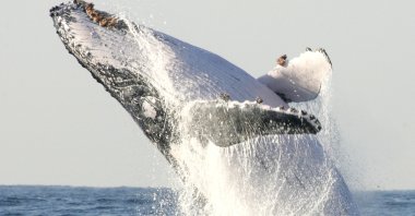 A humpback whale breaches off Kwa-Zulu Natal South Coast, South Africa, July 9, 2004. (Reuters Photo)