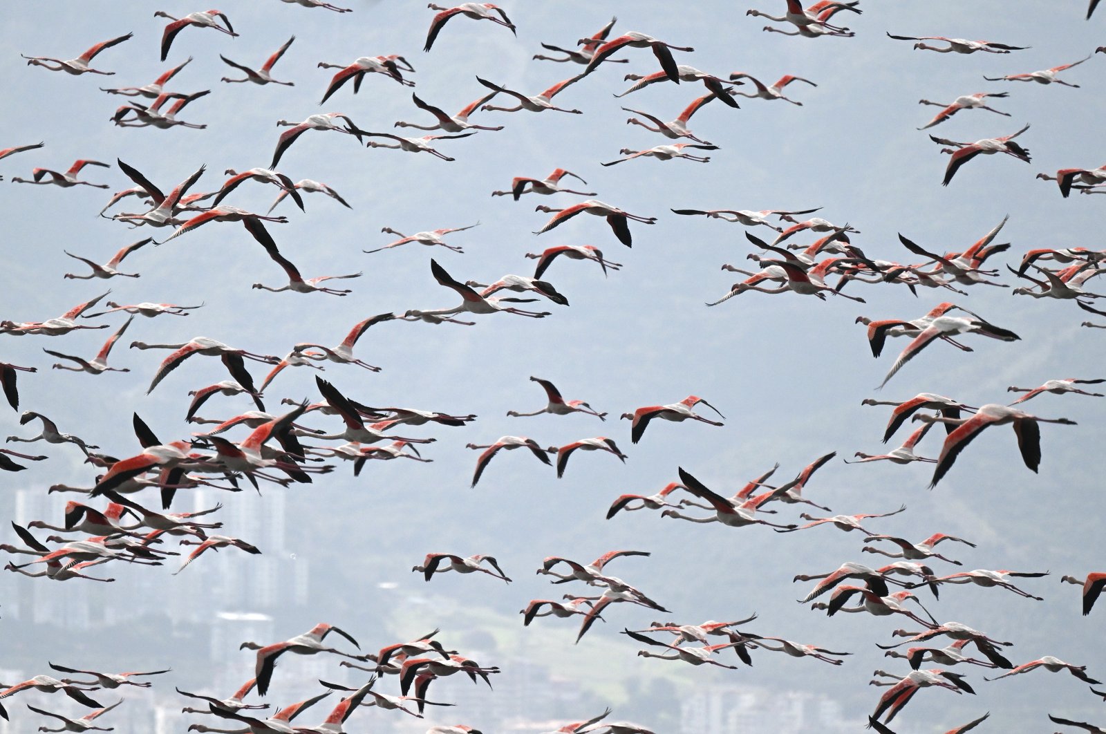 Flamingos take flight near the shores of wetlands in Türkiye, Jan. 19, 2023. (AA Photo)