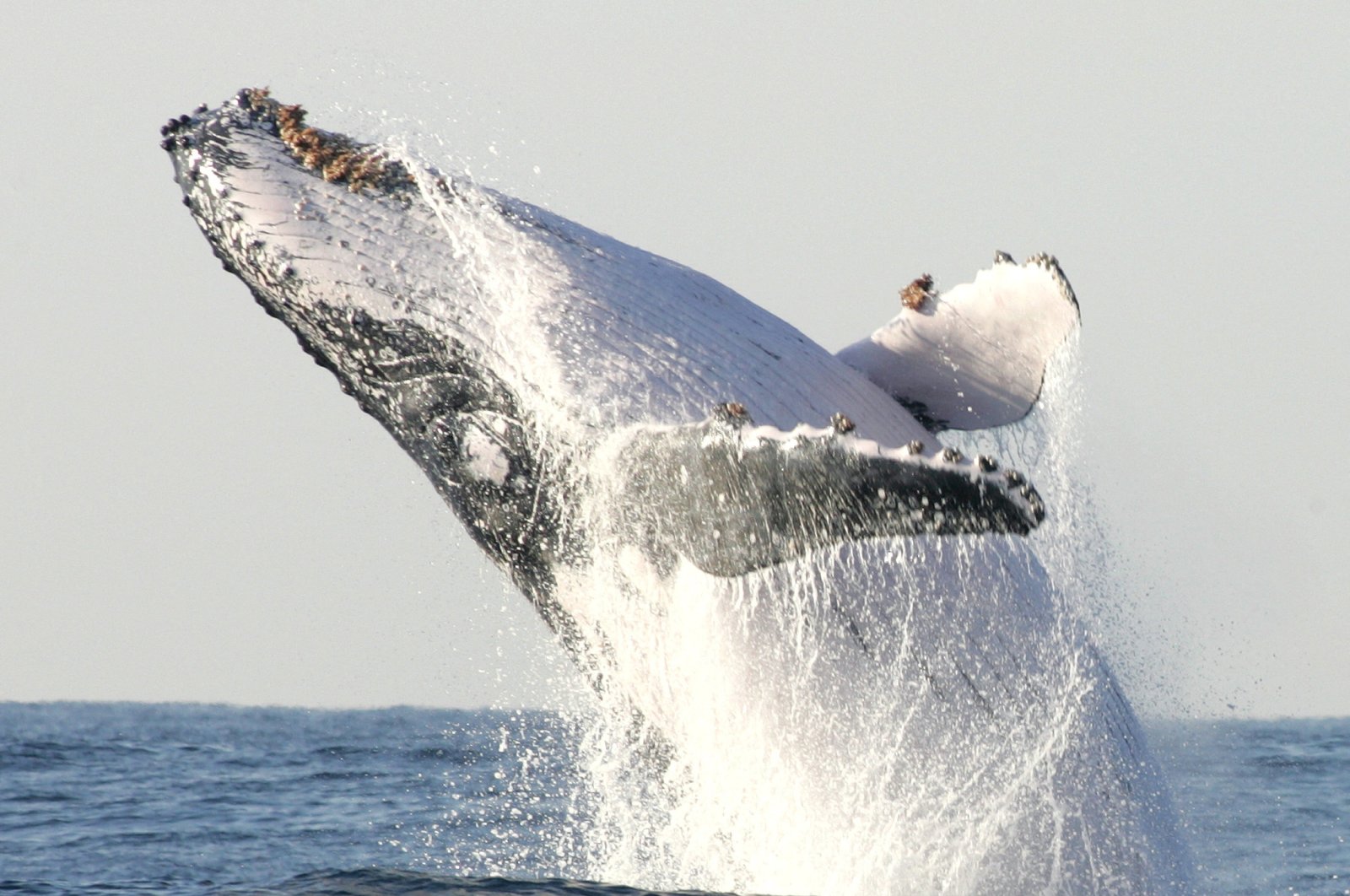 A humpback whale breaches off Kwa-Zulu Natal South Coast, South Africa, July 9, 2004. (Reuters Photo)