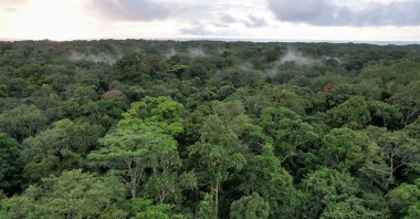 An aerial view shows Gabonese rainforest, in Arboretum Raponda Walker, Gabon, Oct. 11, 2021. (Reuters Photo)