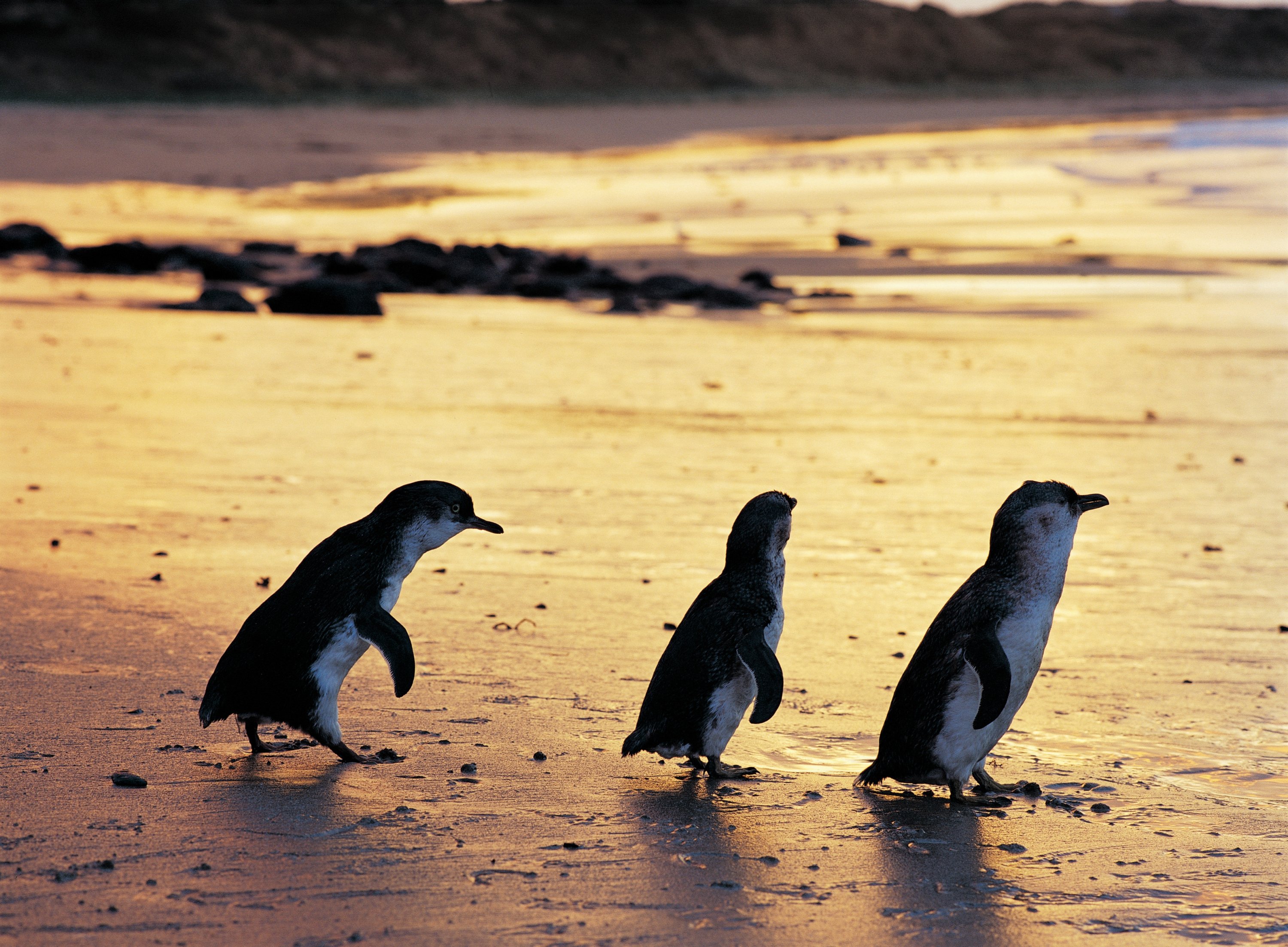 Penguin kerdil di Phillip Island menimbulkan suara gaduh di pantai saat senja, Australia, 29 November 2022. (Foto dpa)