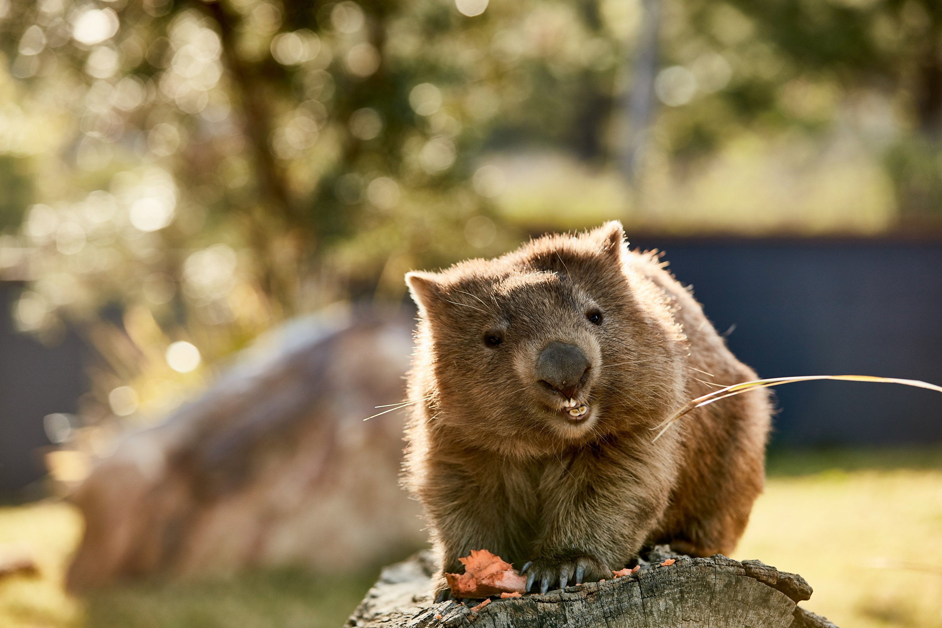 Anda juga akan bertemu banyak wombat di Symbio Wildlife Park, Australia, 14 September 2018. (Foto dpa)