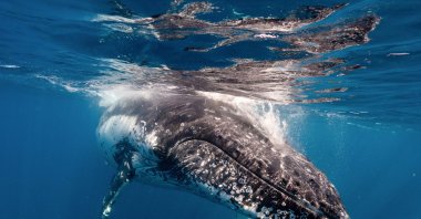 At certain times of the year, humpback whales can also be seen in Jervis Bay, which is about 200 kilometres from Sydney, Australia, Aug. 28, 2019. (dpa Photo)