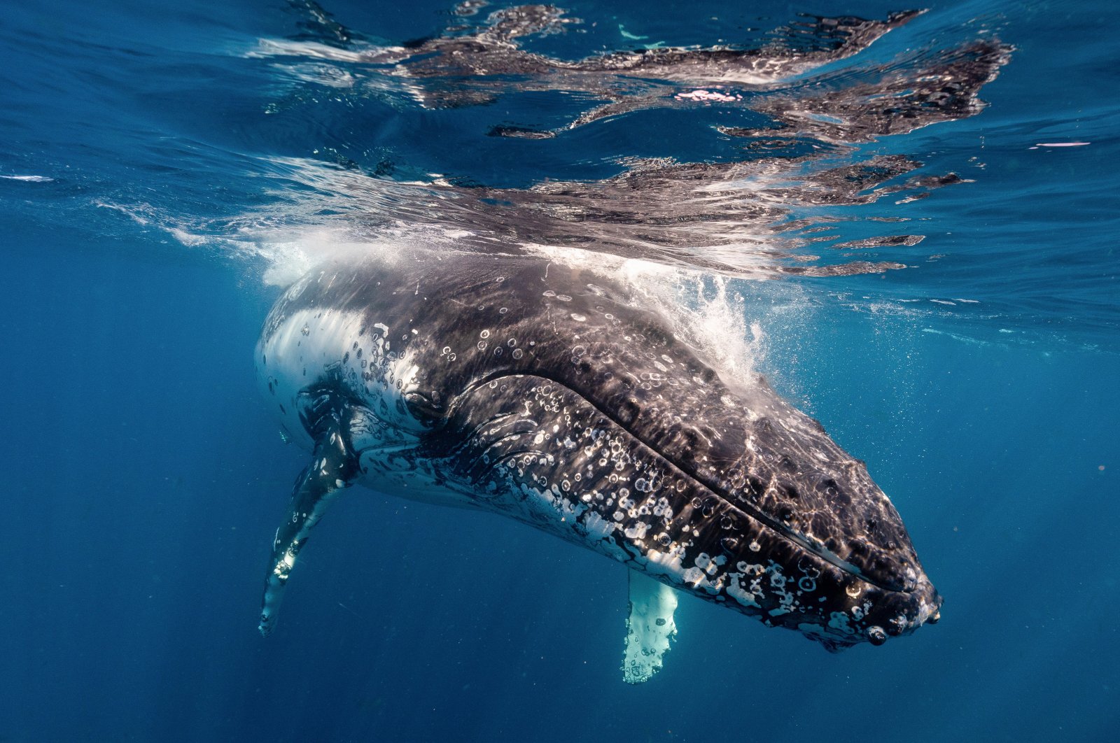 At certain times of the year, humpback whales can also be seen in Jervis Bay, which is about 200 kilometres from Sydney, Australia, Aug. 28, 2019. (dpa Photo)