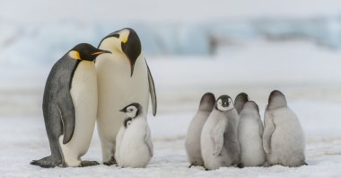 A group of emperor penguins with chicks on the fast ice at Snow Hill Island in the Weddell Sea, Antarctica, Oct. 18, 2010. (Getty Images Photo)