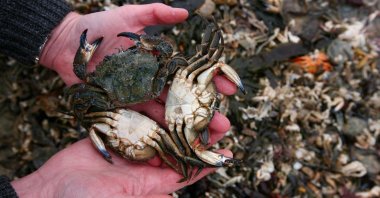 A member of the Thanet Coast Project holds a couple of dead crabs in Saint Mildred's Bay near Margate, in Kent, U.K., Jan. 13, 2010. (Reuters Photo)