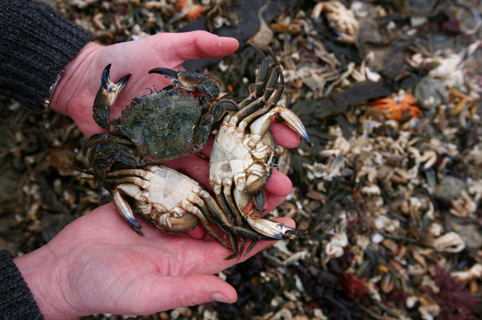 A member of the Thanet Coast Project holds a couple of dead crabs in Saint Mildred&#039;s Bay near Margate, in Kent, U.K., Jan. 13, 2010. (Reuters Photo)