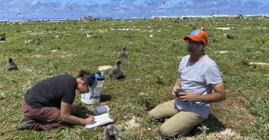 Wildlife workers relocate Tristram&#039;s storm petrels on Tern Island, Hawaii, U.S., March 29, 2022. (AP Photo)