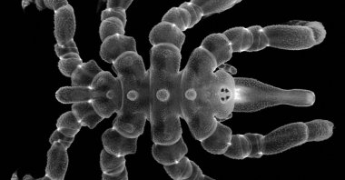 A fully regenerated example of an adult male of the sea spider species Pycnogonum litorale, Jan. 7, 2021. (AFP Photo)