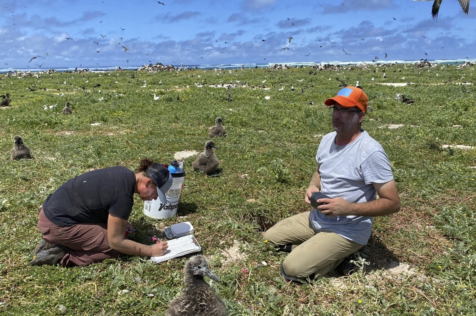 Wildlife workers relocate Tristram&#039;s storm petrels on Tern Island, Hawaii, U.S., March 29, 2022. (AP Photo)