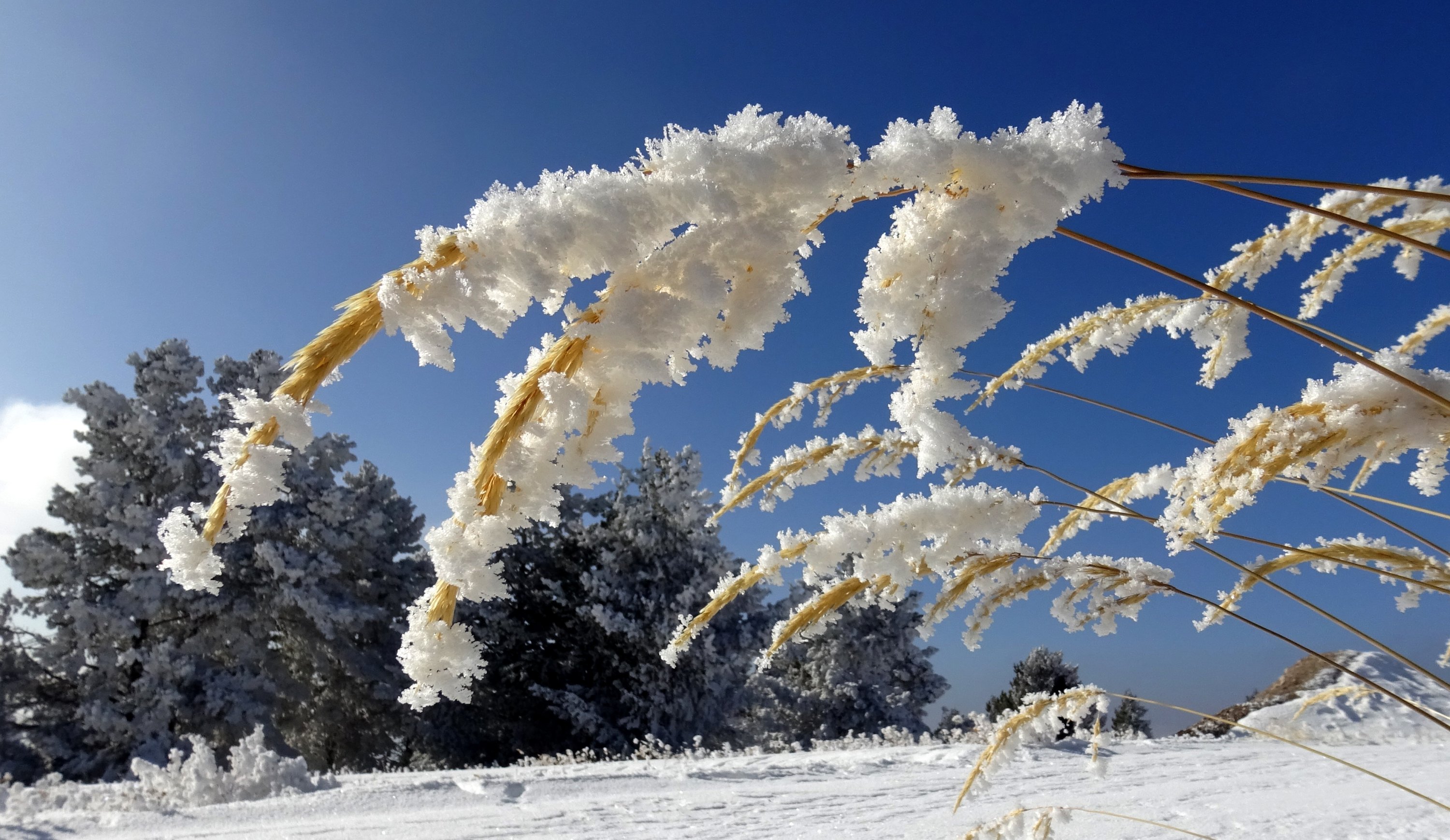 På grunn av minusgrader i Kars, dekket frost trærne mens dammer, fontener og fortau var frosset, østlige Türkiye, 25. januar 2023. (AA-bilde)