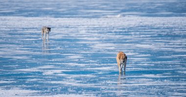The surface of Lake Çıldır, between Ardahan and Kars, was largely frozen by the effect of freezing temperatures, eastern Türkiye, Jan. 25, 2023. (AA Photo)