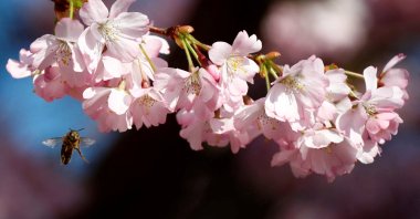 A bee flies toward a flower, during a cherry blossom season on a street at Lichterfelde district, in Berlin, Germany, March 30, 2019. (Reuters Photo)