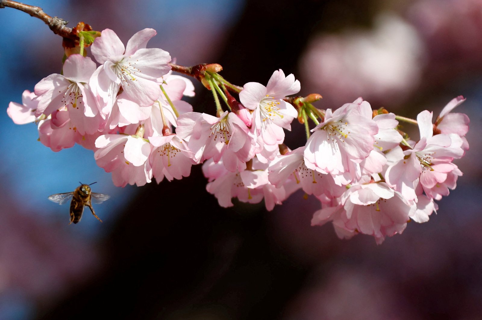 A bee flies toward a flower, during a cherry blossom season on a street at Lichterfelde district, in Berlin, Germany, March 30, 2019. (Reuters Photo)