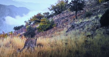 An Anatolian leopard roams at an undisclosed location on this undated photo. (DHA Photo)
