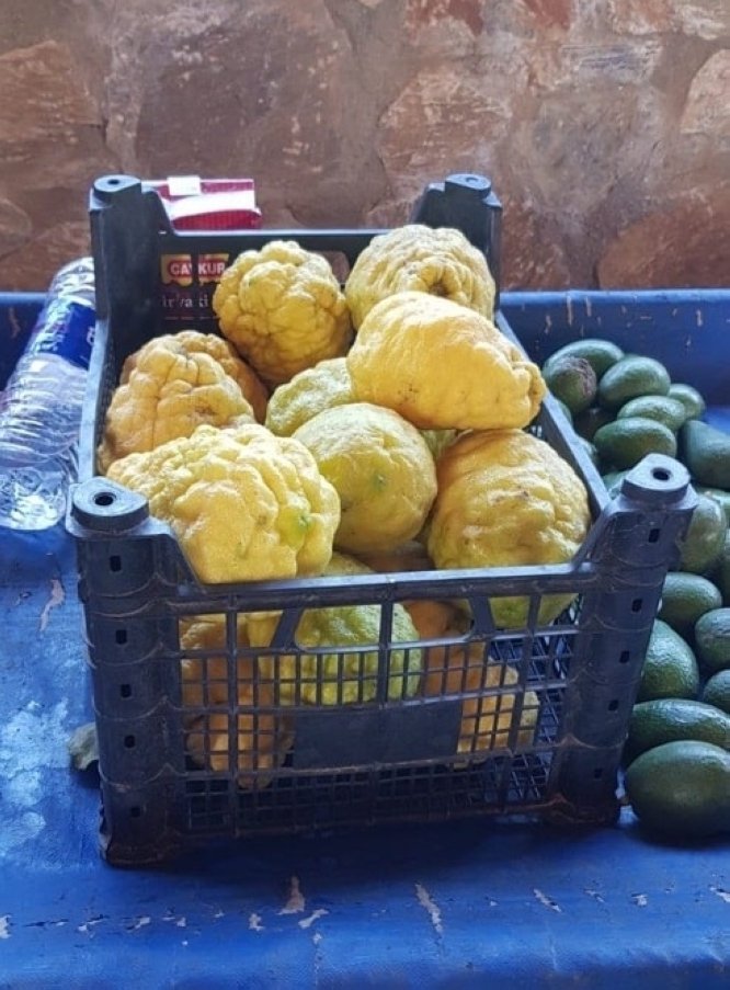 A citrus bergamot.  (Photo by Leila Yvonne Ergil)