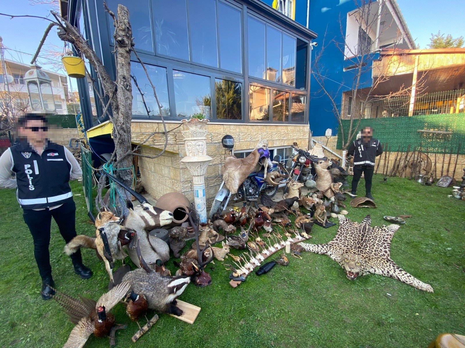 Police display confiscated artifacts, including a leopard fur and taxidermied animals, seized during the raid in Silivri, Istanbul, Türkiye, Jan. 27, 2023. (DHA Photo)