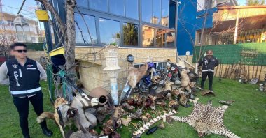 Police display confiscated artifacts, including a leopard fur and taxidermied animals, seized during the raid in Silivri, Istanbul, Türkiye, Jan. 27, 2023. (DHA Photo)