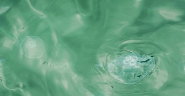 Jellyfish float on the surface of the Marmara Sea, Istanbul, Türkiye. (Shutterstock)