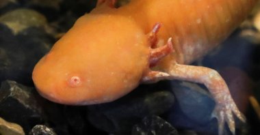 An axolotl swims in an aquarium at the new Axolotl Museum and Amphibians Conservation Center, at Chapultepec Zoo in Mexico City, Mexico, Jan. 25, 2023. (Reuters Photo)