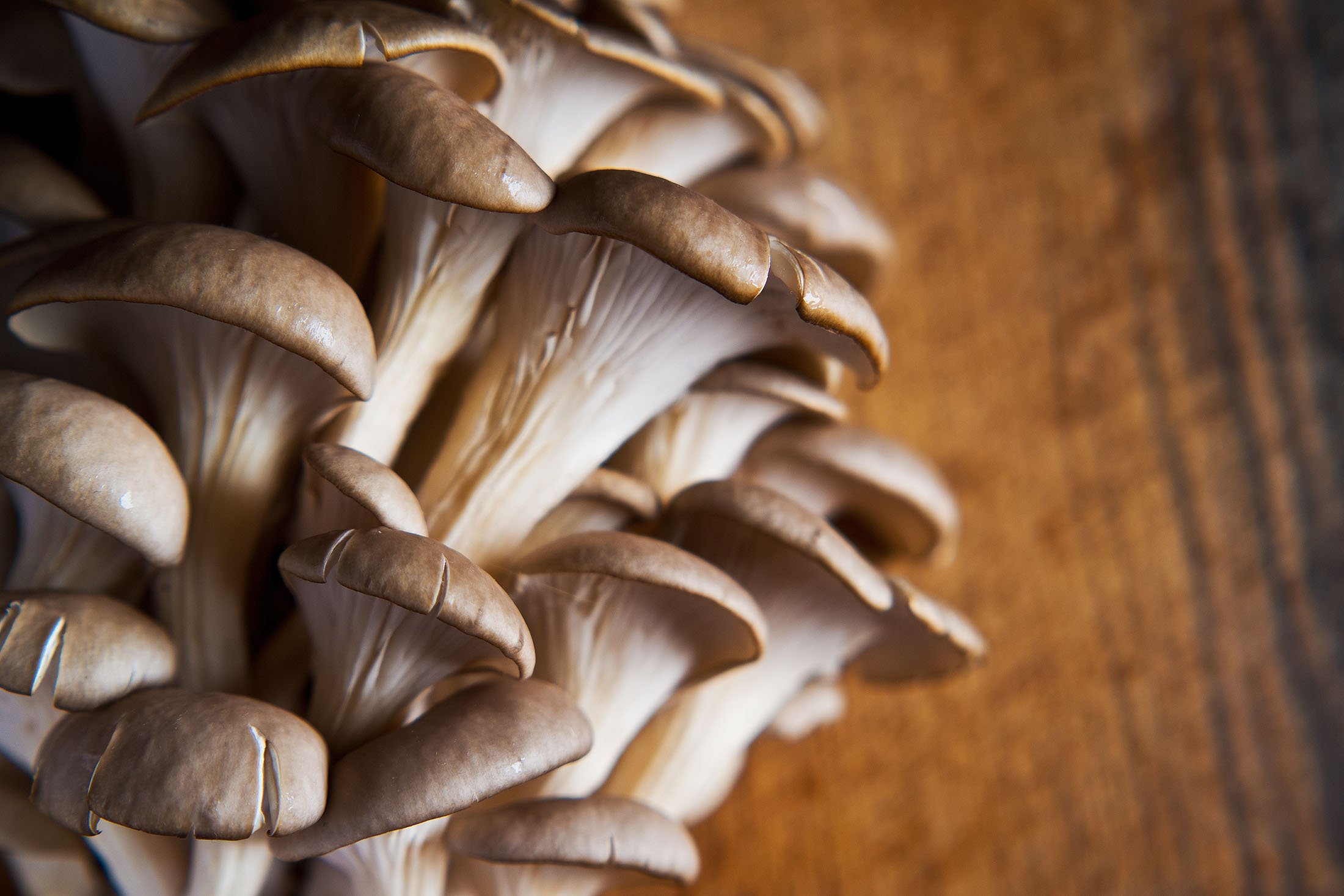 En lezzetli mantar türlerinden biri de istiridye mantarlarıdır.  (Shutterstock Fotoğrafı)