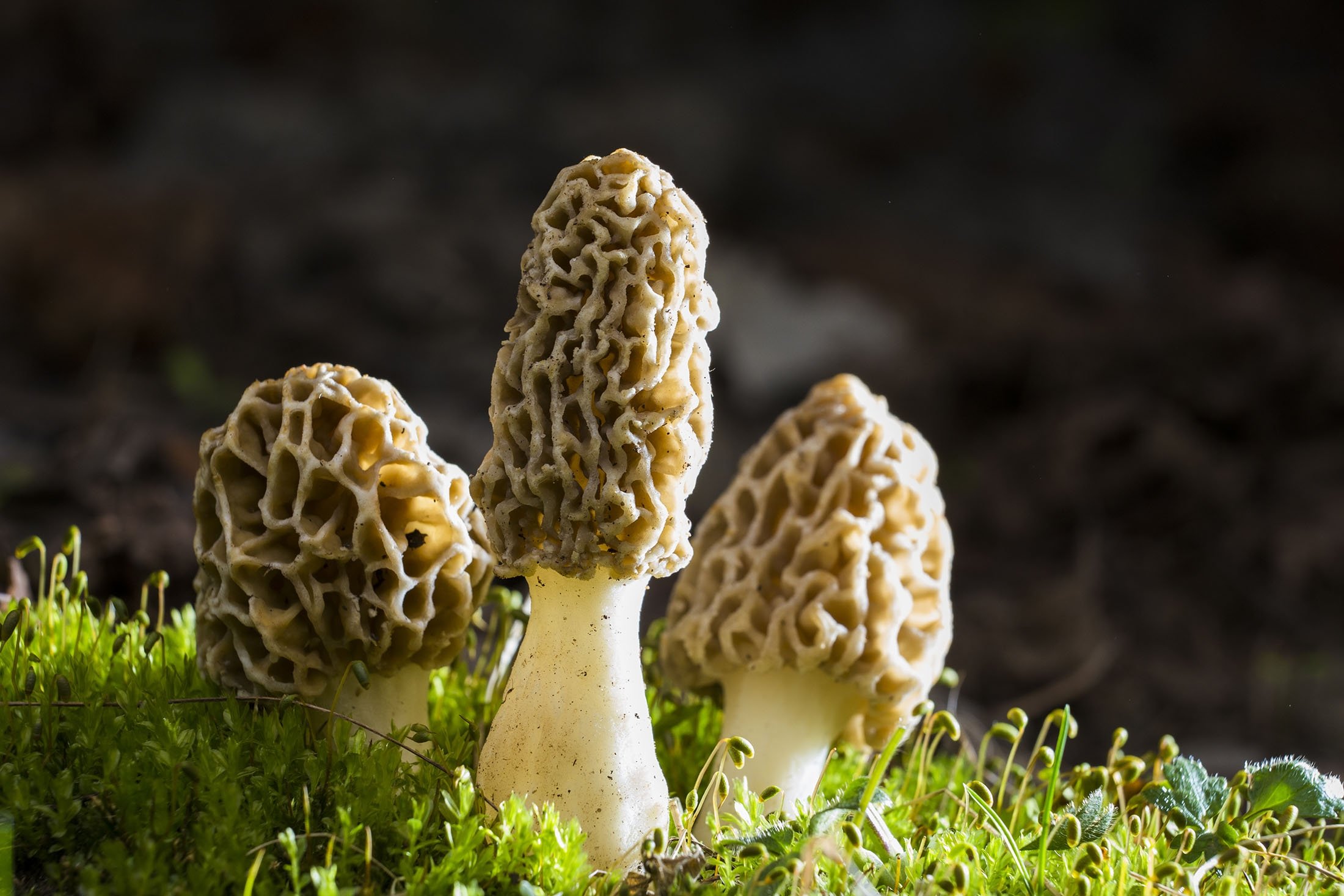 Morchella esculenta is known by many different names, the most common of which are the common morel or yellow morel. (Shutterstock Photo)