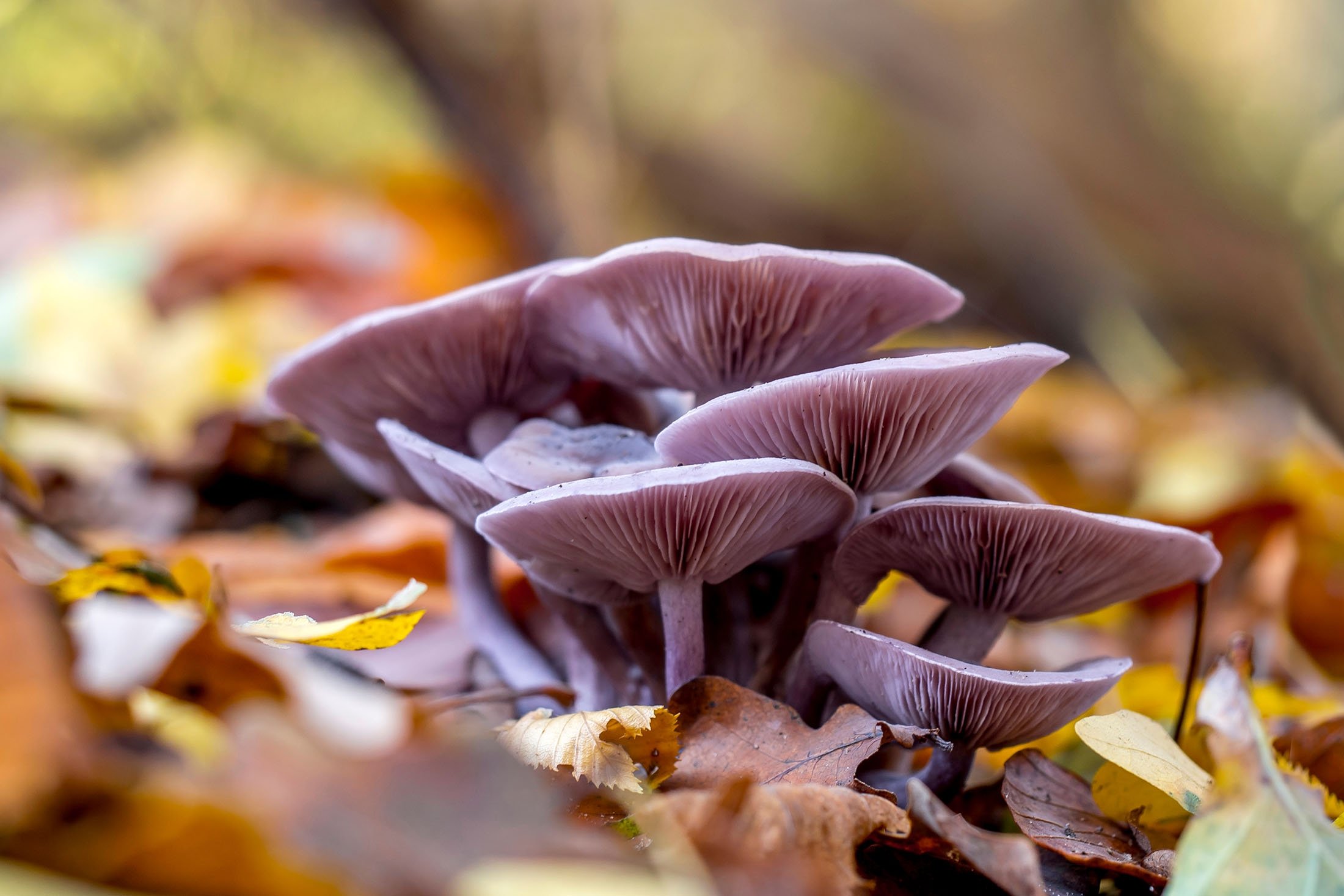 Wood blewit mushroom gives off a very nice smell where it grows. (Shutterstock Photo)
