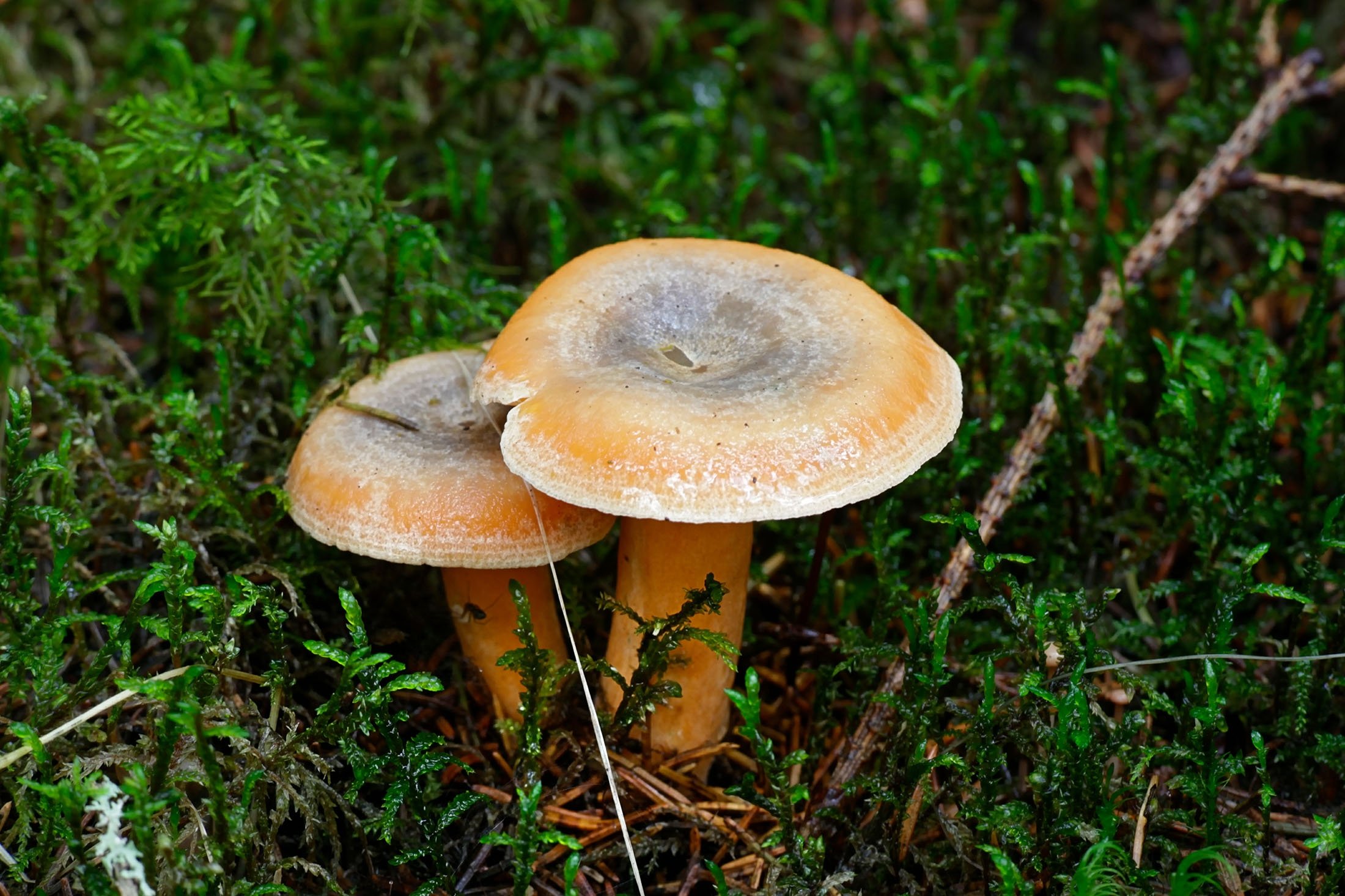 Orange milkcap mushroom is a very common, delicious and economically profitable mushroom in the western Black Sea Region of Türkiye. (Shutterstock Photo)