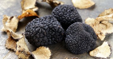 Black truffles are one of the most expensive edible mushrooms in the world. (Shutterstock Photo)