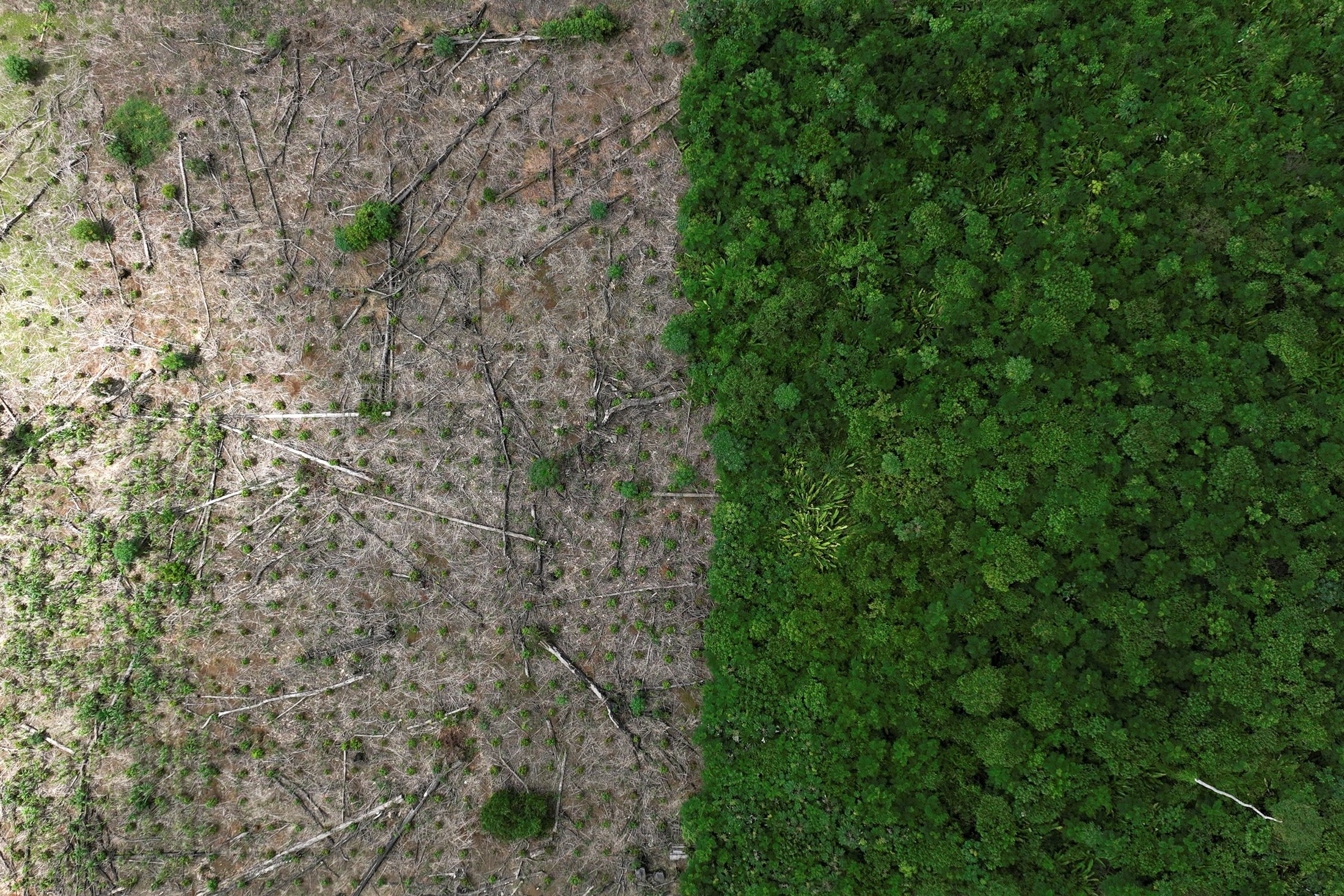 An aerial view shows a deforested area during an operation to combat deforestation near Uruara, Para State, Brazil, Jan. 21, 2023. (Reuters Photo)