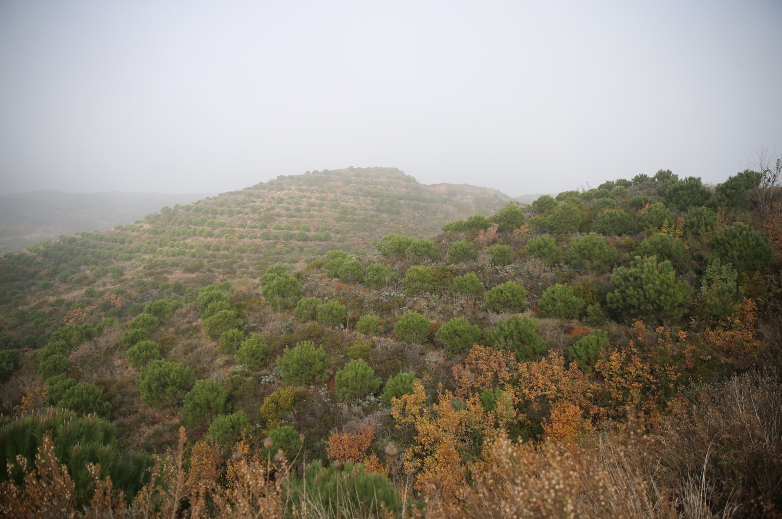 Afforestation works were carried out in Antakya, Iskenderun, Hassa, Kırıkhan, Altınözü, Samandağ, Belen, Defne and Dörtyol districts, Hatay province, southern Türkiye, Jan. 30, 2023. (AA Photo)