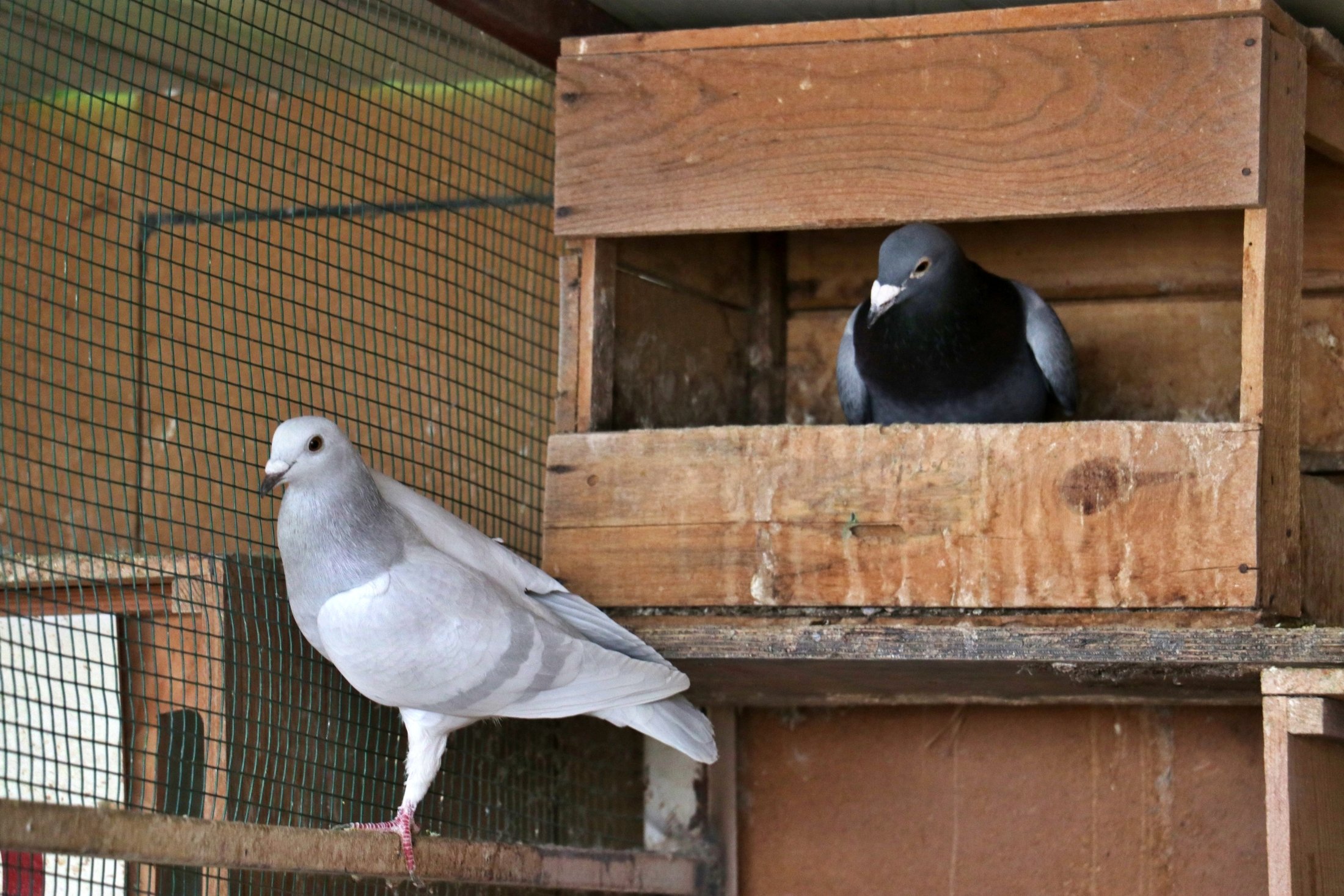 Taşıyıcı güvercinler evlerinde görülüyor, Osmaniye, Türkiye, 26 Ocak 2023. (AA Fotoğraf)