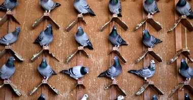 Carrier pigeons sit on their perches, in Osmaniye, Türkiye, Jan. 26, 2023. (AA Photo)