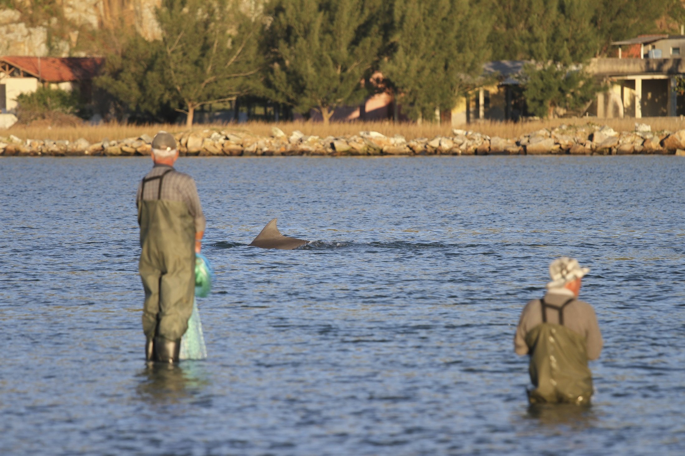 Nelayan menunggu lumba-lumba memberi isyarat saat yang tepat untuk menebarkan jala, di Laguna, Brasil, 2014. (Foto AP)