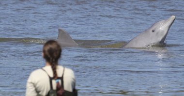Researchers collect data on dolphins, in Laguna, Brazil, 2013. (AP Photo)