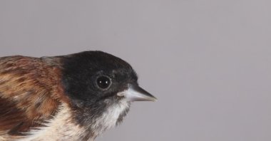 The black-headed penduline tit, Iğdır, Türkiye, April 6, 2022. (AA Photo)
