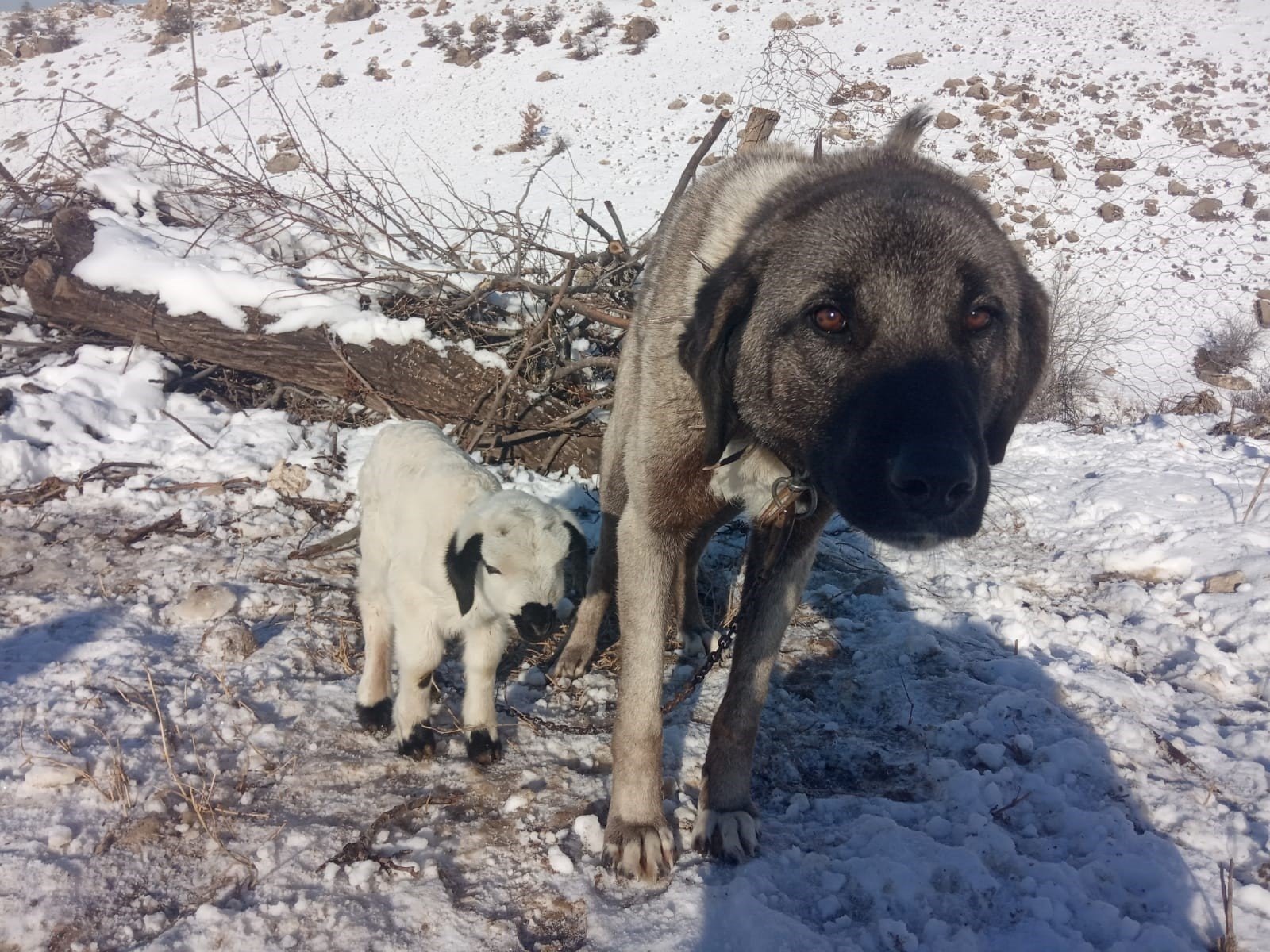 A Kangal dog and a lamb are seen in Elazığ, eastern Türkiye, Feb. 3, 2023. (IHA Photo)
