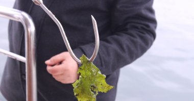 A researcher collects a sample of sea lettuce from İzmir Bay, Türkiye, Feb. 3, 2023. (IHA Photo)