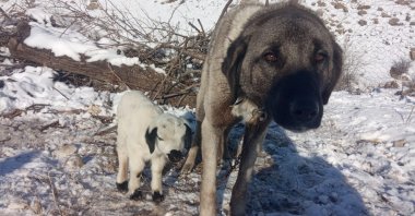 A Kangal dog and a lamb are seen in Elazığ, eastern Türkiye, Feb. 3, 2023. (IHA Photo)