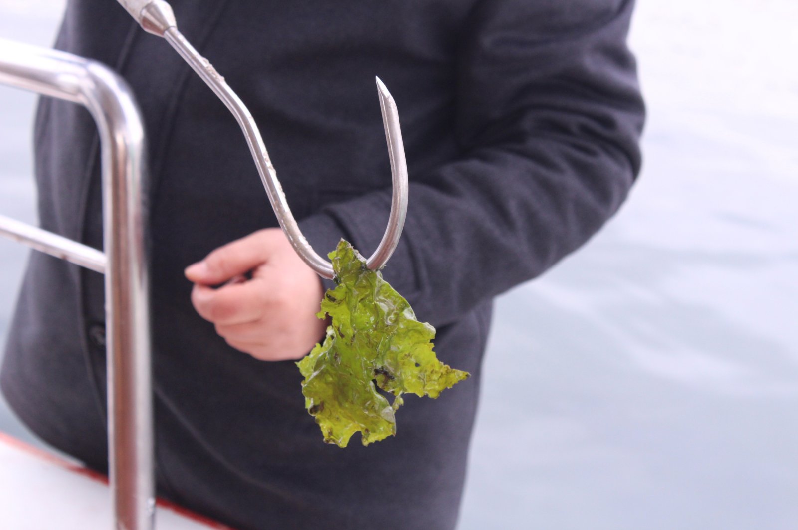 A researcher collects a sample of sea lettuce from İzmir Bay, Türkiye, Feb. 3, 2023. (IHA Photo)